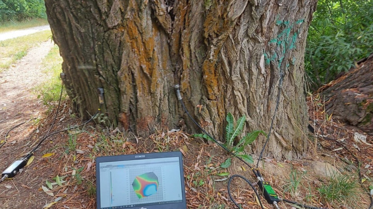 Állapotfelmérés Balatonföldvár fáiról