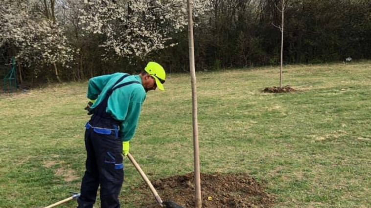 Elkezdődött a faültetési program