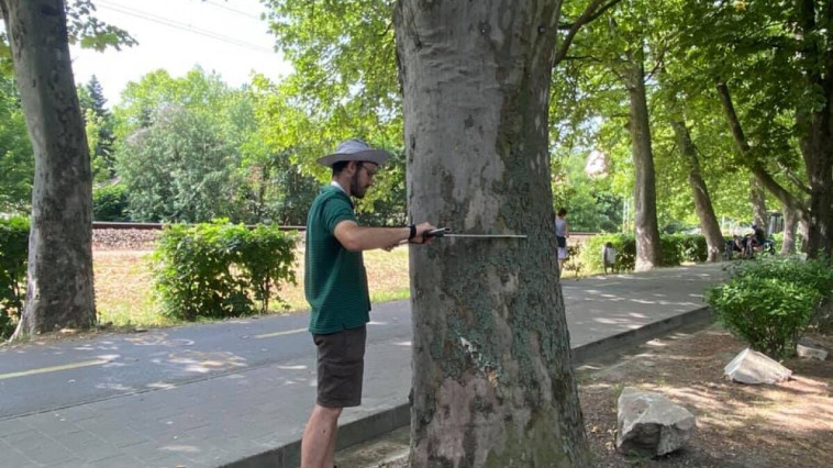 ELKEZDTÉK A VÉDETT FASOROK ÁLLAPOTÁNAK FELMÉRÉSÉT A SZAKEMBEREK