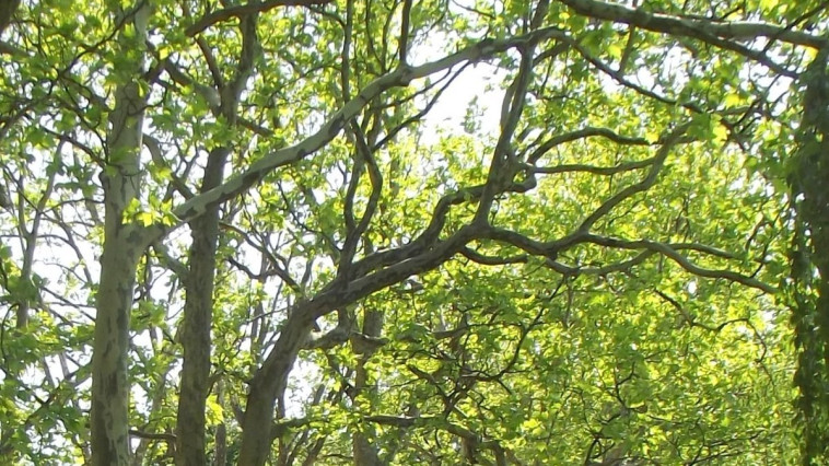 FAÜLTETÉSI PROGRAMOT INDÍT BALATONFÖLDVÁR