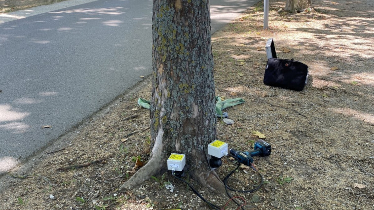 FOLYAMATOS A VÉDETT FASOROK ÁLLAPOTÁNAK FELMÉRÉSE VÁROSUNKBAN