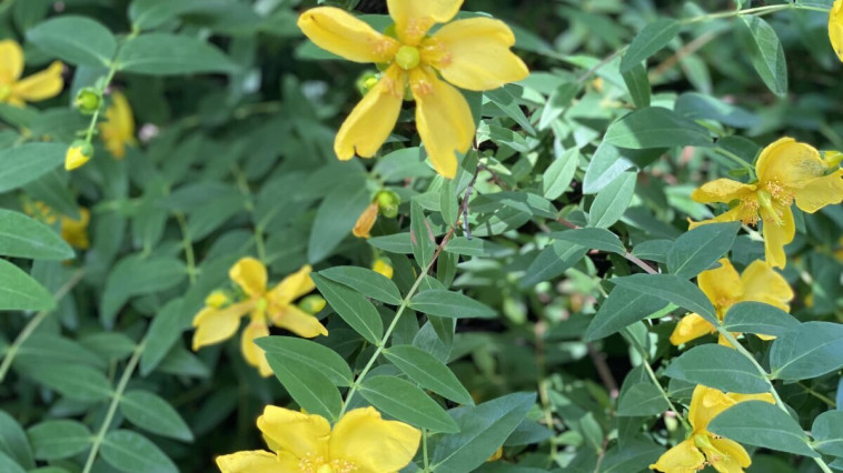 LEZÁRULT A NEVEZÉS A VIRÁGOSÍTÁSI VERSENYRE
