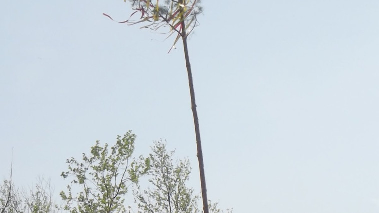 MAJÁLIS BALATONFÖLDVÁRON