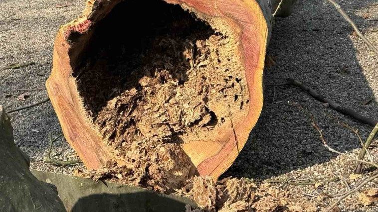 MEGÚJUL A FESZTIVÁL TÉR FAÁLLOMÁNYA