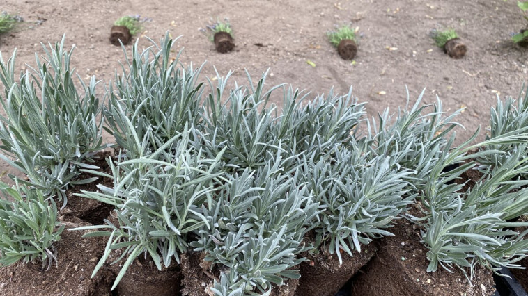 MEGÚJULNAK A VÁROSHÁZA ELŐTTI NÖVÉNYÁGYÁSOK