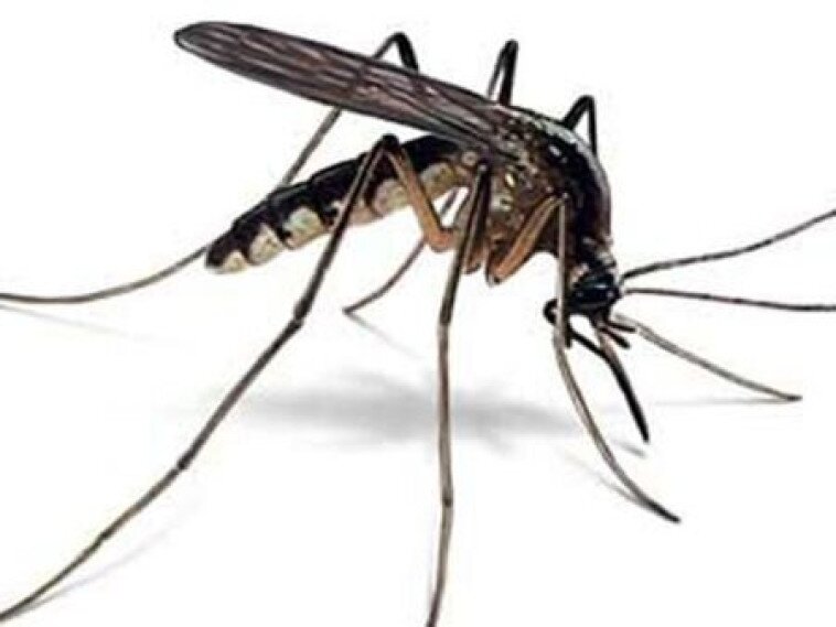 Segítse Ön is a szúnyogok elleni védekezést!
