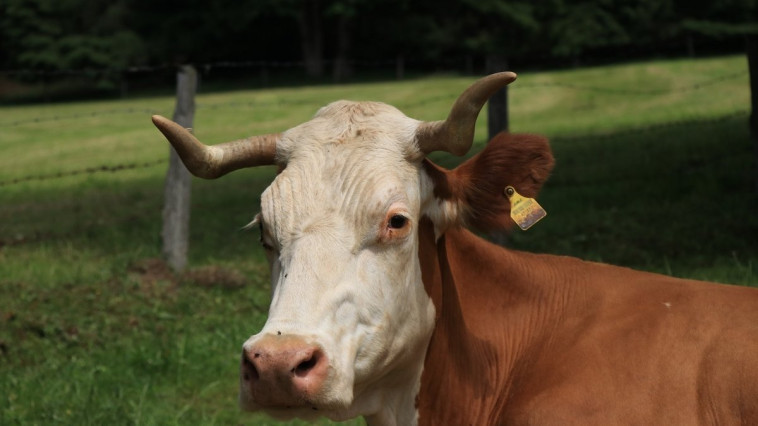 Tájékoztatás állategészségügyi vizsgálatokról