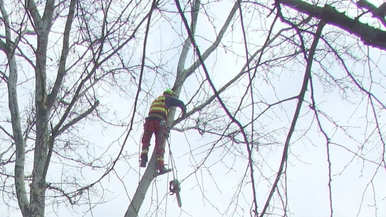 Tájékoztatás gallyazási munkálatokról