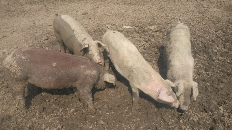 Tájékoztató az afrikai sertéspestisről