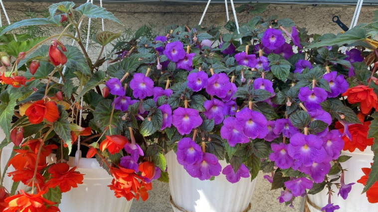 VIRÁGOS BALATONFÖLDVÁRÉRT